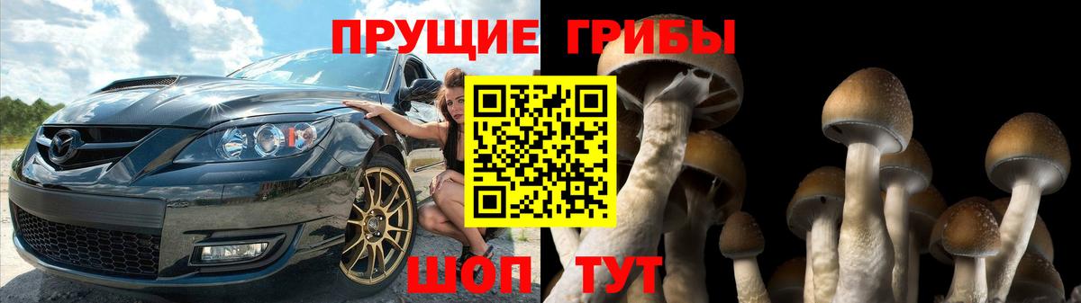 Псилоцибиновые грибы Psilocybe Тавда